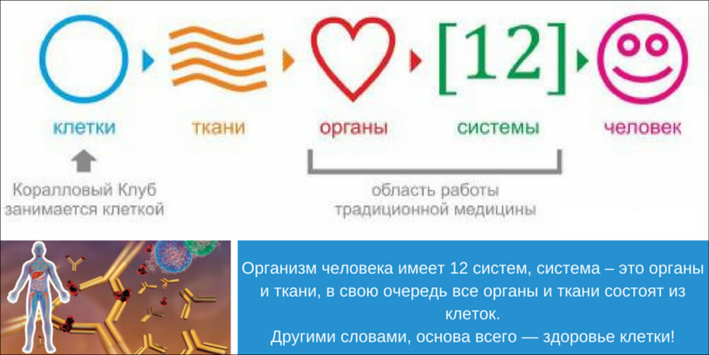 Концепция здоровья